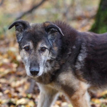 Собаки в добрые руки - Лацис