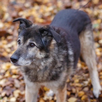 Собаки в добрые руки - Лацис - 1