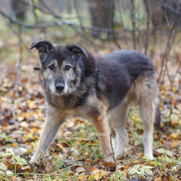 Собаки в добрые руки - Лацис - 2