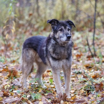 Собаки в добрые руки - Лацис - 3