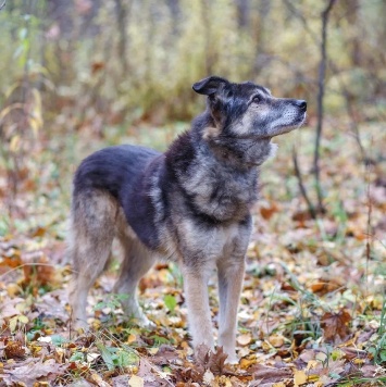 Собаки в добрые руки - Лацис - 4