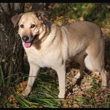 Лаки - Собаки в добрые руки