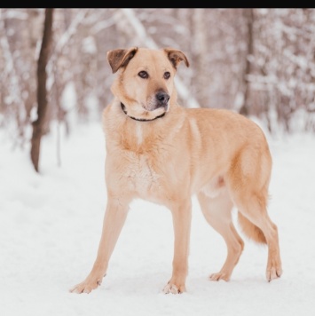 Собаки в добрые руки - Лаки - 1