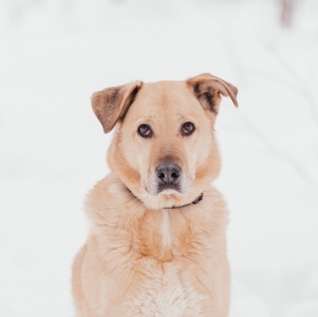 Собаки в добрые руки - Лаки - 2