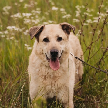 Собаки в добрые руки - Лаки - 3