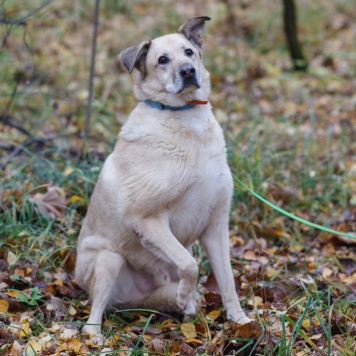 Собаки в добрые руки - Лаки - 4