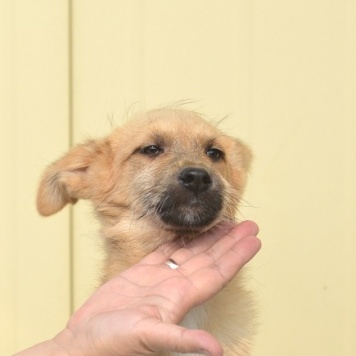 Собаки в добрые руки - Янтарь