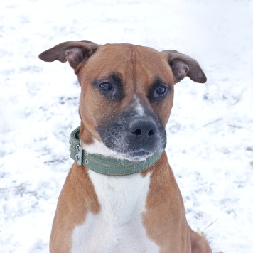 Собаки в добрые руки - Ликки