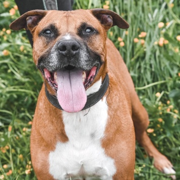 Собаки в добрые руки - Ликки