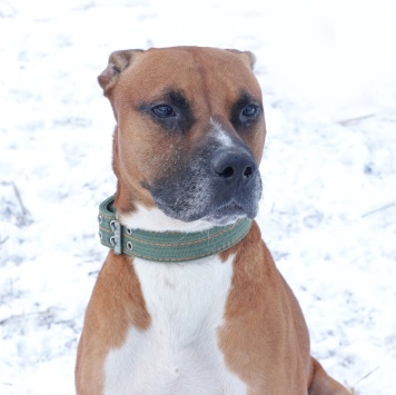 Собаки в добрые руки - Ликки - 1