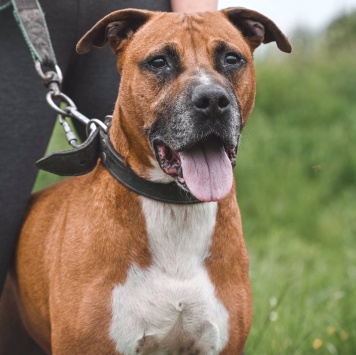 Собаки в добрые руки - Ликки - 1