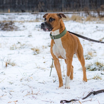 Собаки в добрые руки - Ликки - 2