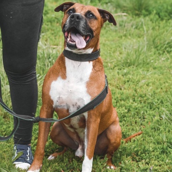 Собаки в добрые руки - Ликки - 2