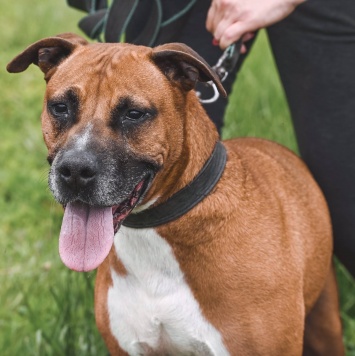 Собаки в добрые руки - Ликки - 3