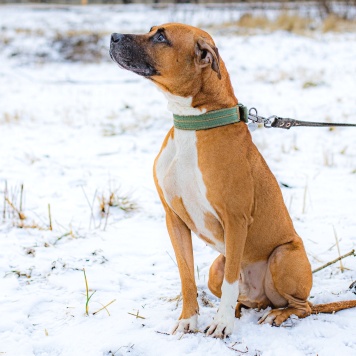 Собаки в добрые руки - Ликки - 4