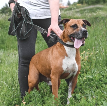 Собаки в добрые руки - Ликки - 4