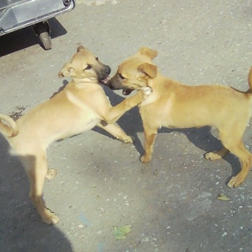 Собаки в добрые руки - Мая и Мия - 1