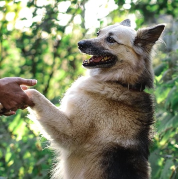 Собаки в добрые руки - Лада - 2