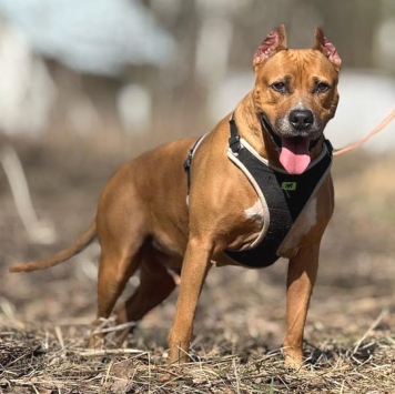 Собаки в добрые руки - Кэтчер