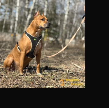 Собаки в добрые руки - Кэтчер - 2