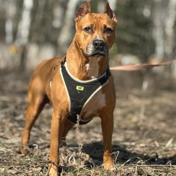 Собаки в добрые руки - Кэтчер - 4