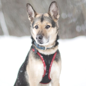 Соня - Собаки в добрые руки