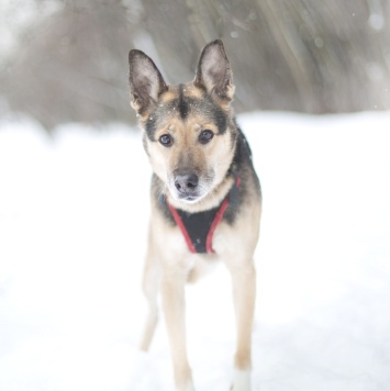 Собаки в добрые руки - Соня - 1