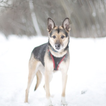 Собаки в добрые руки - Соня - 2