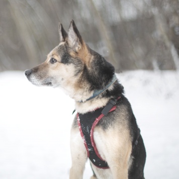 Собаки в добрые руки - Соня - 3