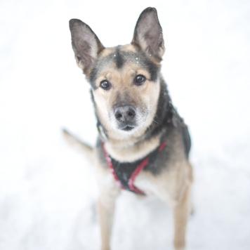 Собаки в добрые руки - Соня - 4