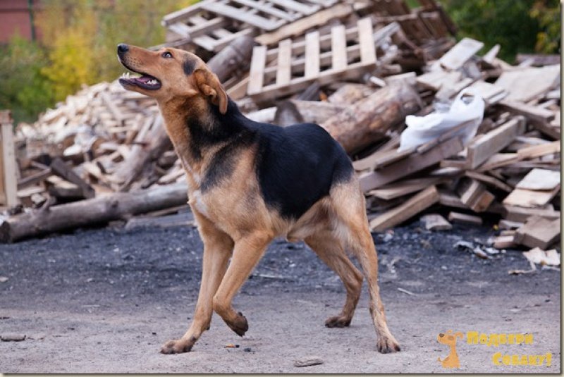 Квазимодо - 4 года - Беспородная - Новосибирская область Новосибирск -  собаки в добрые руки