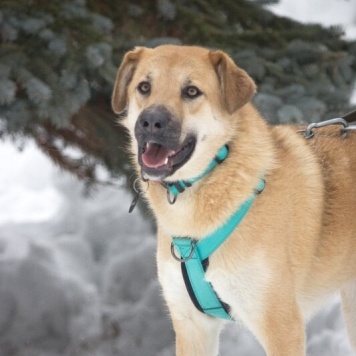 Собаки в добрые руки - Барабулька