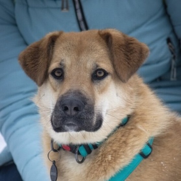 Собаки в добрые руки - Барабулька - 1