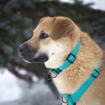 Собаки в добрые руки - Барабулька - 2