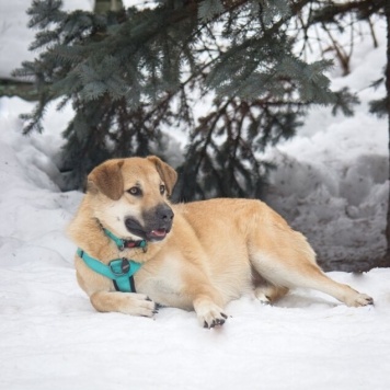 Собаки в добрые руки - Барабулька - 3