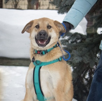 Собаки в добрые руки - Барабулька - 4