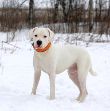 Дэрик - Собаки в добрые руки