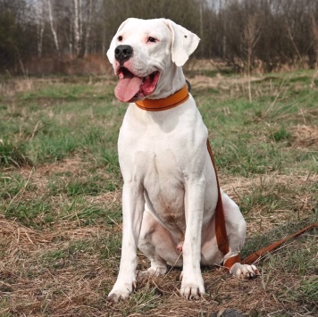 Дэрик - Собаки в добрые руки