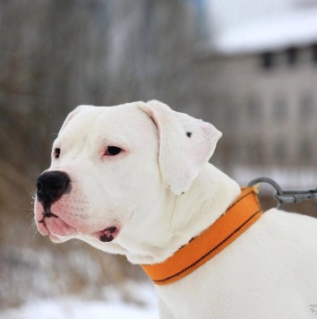 Собаки в добрые руки - Дэрик - 1