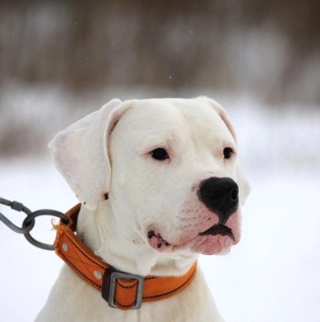 Собаки в добрые руки - Дэрик - 2