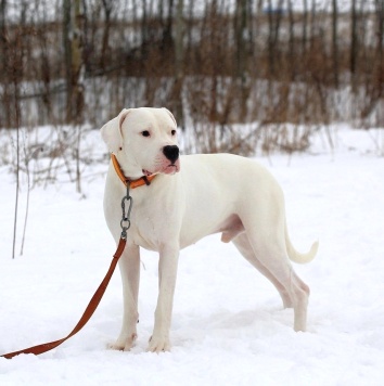 Собаки в добрые руки - Дэрик - 3