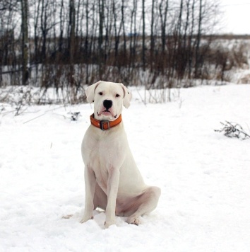 Собаки в добрые руки - Дэрик - 4
