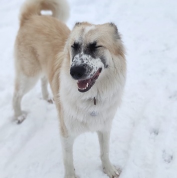 Снежка - Собаки в добрые руки