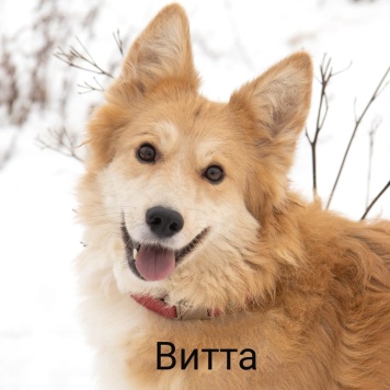 Собаки в добрые руки - Дольче и Витта - 4