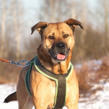 Рошаль - Собаки в добрые руки