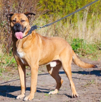 Собаки в добрые руки - Рошаль