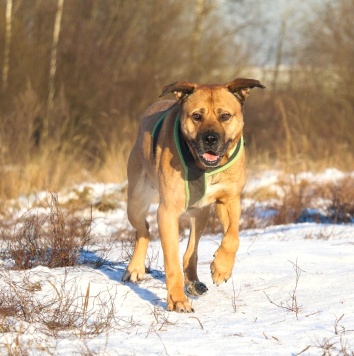 Собаки в добрые руки - Рошаль - 1