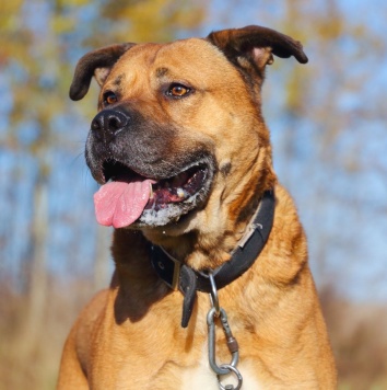 Собаки в добрые руки - Рошаль - 1