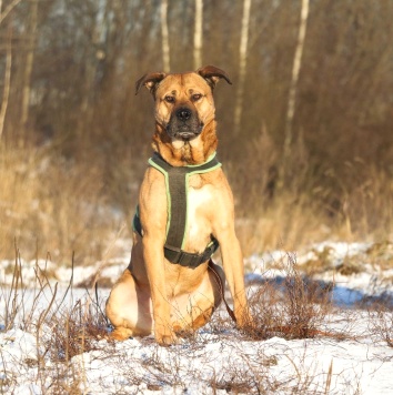 Собаки в добрые руки - Рошаль - 2
