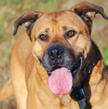 Собаки в добрые руки - Рошаль - 2